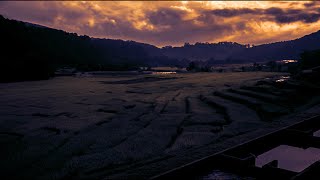 NATURE SOUNDS TO SLEEP WITH THE SOUNDS OF CRICKETS AND FROGS IN THE RICEFIELD