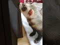 フェレットのおしりの匂いを嗅ぐフェレット　ferret a ferret sniffing a ferret s butt.