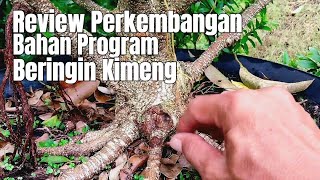 Review Perkembangan Bahan Program Beringin Kimeng