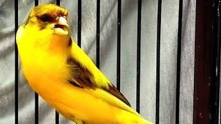 Yorkshire canary Fancy song, for Young Canary Masters