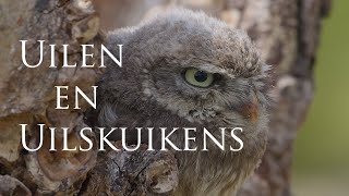 Uilen en uilskuikens