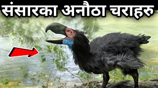 संसारका अनौठा चरा हरु || Most Amazing \u0026 Rare Birds in the World || Strange Birds of the World