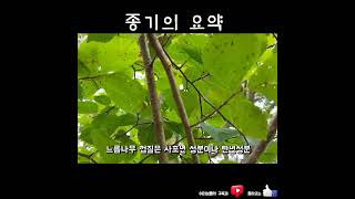 종기의 요약으로 쓰이는 유근피