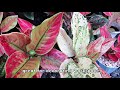 MOST POPULAR AGLAONEMA PLANT VARIETIES