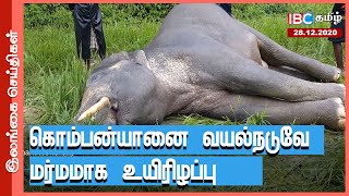 கிளிநொச்சி கல்மடு பிரதேசத்தில் உயிரிழந்த நிலையில் யானை