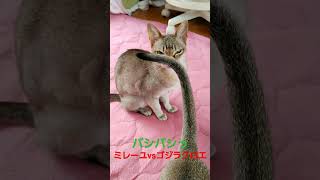 ミレーユを襲う、クロエのゴジラ尻尾　2024年4/6#シンガプーラ#猫#singapura#cat