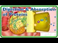 Digestion & Absorption Of Proteins (Animation) : USMLE Step 1