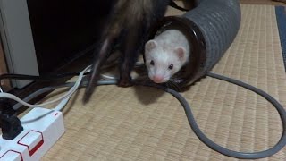 【フェレット】にょろ146・いたち、トンネルを通る (Ferret tunnel)