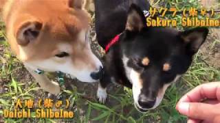 #12 ShibaInu diary Japanesedog Sakura and Daichi.芝犬日誌 サクラと大地