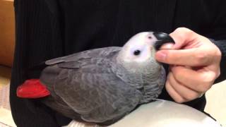 首の後ろが気持ちいいみたいです。ヨウムの雛  African Grey Parrot baby