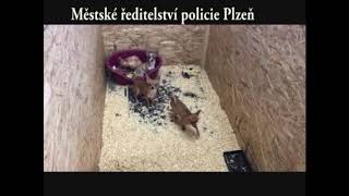 Psi zachránění z množírny - zdroj Policie ČR