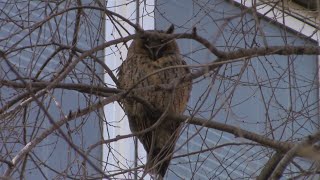 Long eared owl - Asio otus