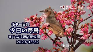 ギター日記　今日の野鳥　・　まつぶし緑の丘公園　2023年3月22日