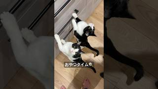 同じポーズでおやつを待つ猫たちが行儀良い #猫 #cat #shorts