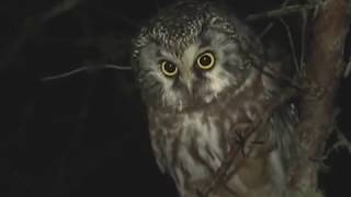 Boreal Owls in Michigan