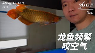 #360  龙鱼撞缸第二集——频繁上游咬空气或撞嘴。