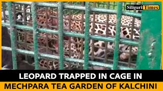 Leopard trapped in cage in Mechpara tea garden of Kalchini (Bangla)