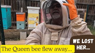 WE LOST THIS QUEEN!! THEN A MIRACLE HAPPENED!! | BEEKEEPING