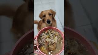 【閲覧注意】手作りご飯を作った時の愛犬ゴールデンレトリバーの反応... #shorts