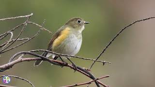 野鳥動画　ルリビタキ♀③（地鳴きあり）