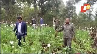 DM \u0026 SP destroy opium plantation in Jharkhand’s Khunti