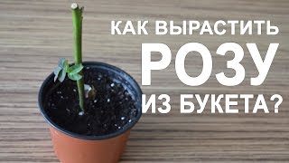 Как вырастить розу из букета в домашних условиях