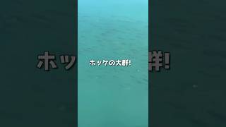 北海道では漁港の中にホッケの大群が泳いでる #ほっけ #北海道釣り #fishing