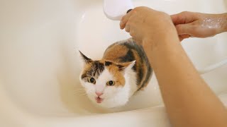 8年ぶりに猫をお風呂に入れたら大変なことになった - Cat Shampoo -