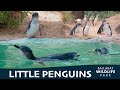 Little Penguins at the Ballarat Wildlife Park