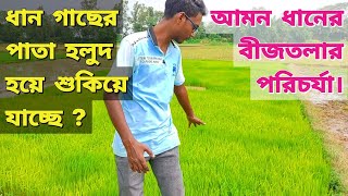 আমন ধানের বীজতলার পরিচর্যা| ধানগাছের পাতা হলুদ হয়ে শুকিয়ে যাচ্ছে কেন?| Seed bed treatment of paddy