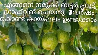 അവകാഡോ. ബട്ടര്‍ ഫ്രൂട്ട്, ഗ്രാഫ്റ്റിങ്