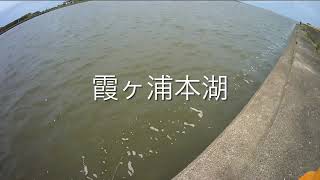 霞ヶ浦本湖で釣れる人は凄いです。