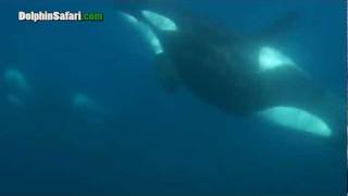 RARE Underwater Footage Offshore Killer Whales in Dana Point, CA