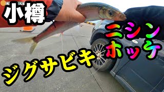 【釣り】北海道小樽・ニシン・ホッケ・ウグイ・ジグサビキ・２０２２年：[Fishing] Herring, Atka mackerel, Japanese dace, Jigsabiki