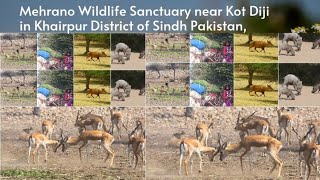 Mehrano Wildlife Sanctuary | Mehrano Kot Diji Khairpur Sindh