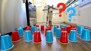 How Smart is My Husky? - Intelligence Test!