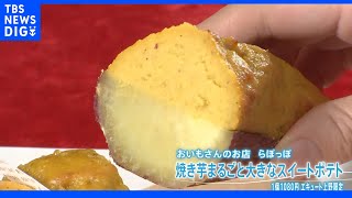 「ちょっと温かいモノ食べたいな」　秋の味覚さつまいもが美味しい季節に　銀座の焼き芋店に芋掘り体験に！いもグルメ最前線｜TBS NEWS DIG