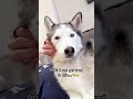 husky nika knows we love her ❤️❤️ husky dog