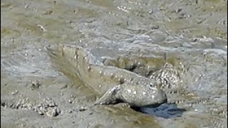 20240908 / 關渡自然公園 / 大彈塗魚 [Boleophthalmus pectinirostris] (幹嘛？有事嗎？)