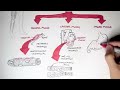 myology introduction skeletal cardiac smooth muscles