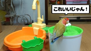 水浴びが苦手なコザクラインコのさくらちゃん