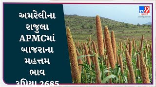 અમરેલીના રાજુલા APMCમાં બાજરાના મહત્તમ ભાવ રૂપિયા 2685 રહ્યા | APMC | GUJARAT | #Tv9D