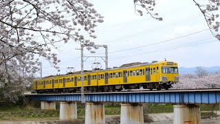 三岐鉄道　元西武鉄道の車両達と桜