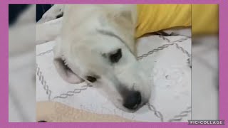 小老大杰克直播2021-4-16拉不拉多 幼犬#寵物❤️💕💗Labrador seven