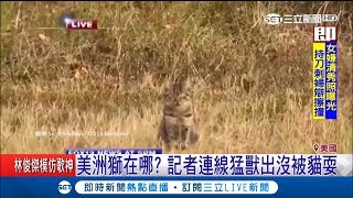 美洲獅在哪？記者連線猛獸出沒 一轉頭僅見喵星人雄赳赳坐在那...｜記者 魏仁君｜【萌寵54來當家】20190223｜三立新聞台