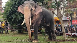 രാമൻ്റെ അപരൻ😎 കടക്കേച്ചാൽ ഗണേശൻ😍 kadekkachal ganeshan elephant