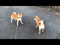 柴犬りり u0026 豆柴こまめちゃん 20191218