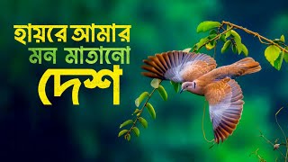 হায়রে আমার মন মাতানো দেশ | দেশাত্মবোধক গান | Hayre Amar Mon Matano Desh | Deshattobodhok Gaan