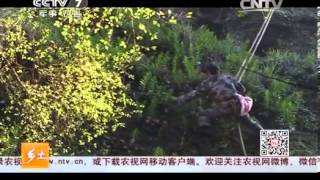 20140227 乡土 悬崖峭壁上的采药人