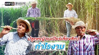 ปลูกหญ้าเนเปียร์เลี้ยงสัตว์ กำไรงาม | ข่าวช่องวัน | one31